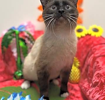 Photo of Gus Gus