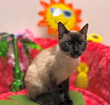 Photo of Freya