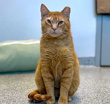 Photo of Orange Julius