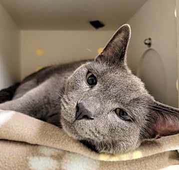 Photo of Dusty