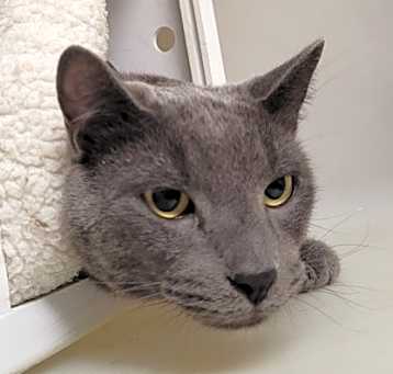 Photo of Shadow