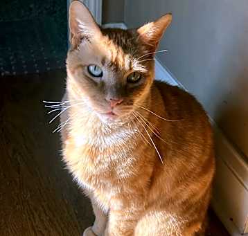 Photo of Stinker