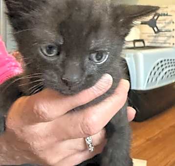 Photo of Panther
