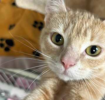 Photo of Marigold