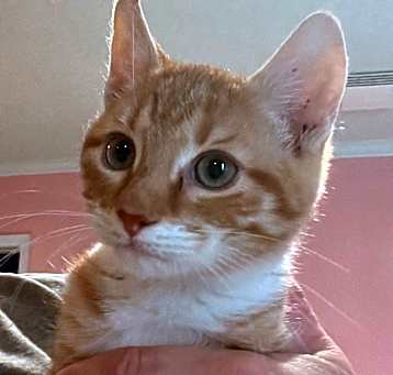 Photo of Whiskers