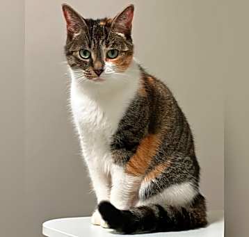 Photo of Nala