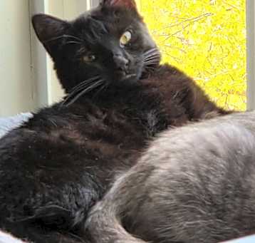 Photo of Bessie