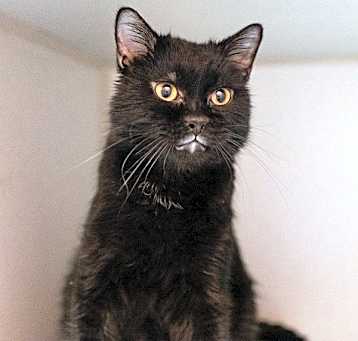 Photo of Hickory