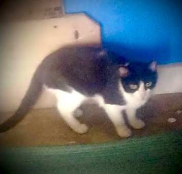 Photo of Annie