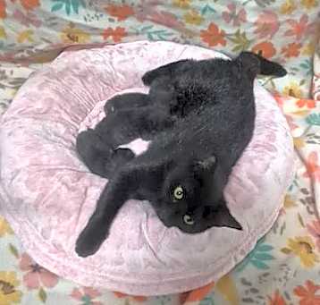 Photo of Mamba