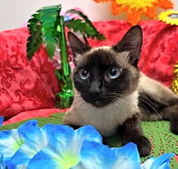 Photo of Oshun