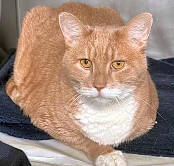 Photo of Snowy