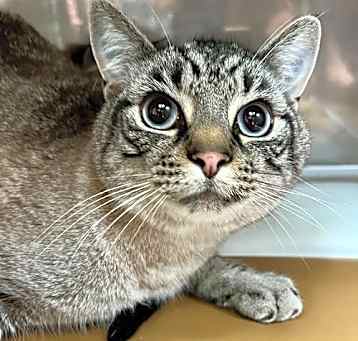 Photo of Atlas(Bonded with Paris)
