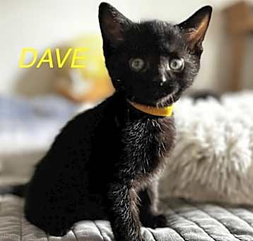 Photo of Dave