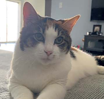 Photo of Penny