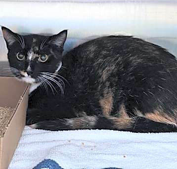 Photo of Sweetie