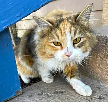 Photo of Ginger