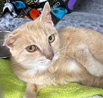 Photo of Ginger