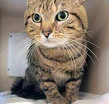 Photo of Rue