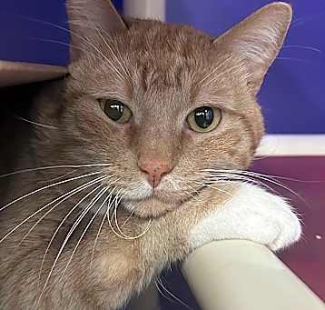 Photo of Leroy -- Bonded Buddy With Sylvester