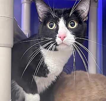 Photo of Sylvester -- Bonded Buddy With Leroy