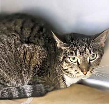 Photo of Mitty Kitty