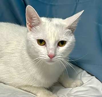 Photo of Pearl
