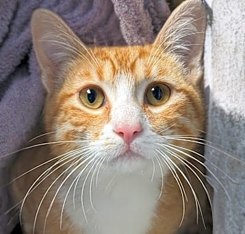 Photo of Tangerine