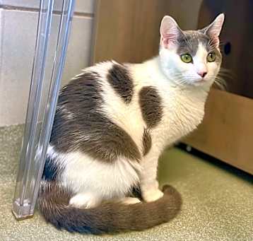 Photo of Pearl the Girl