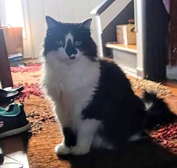 Photo of Chester