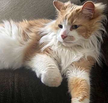 Photo of Thor