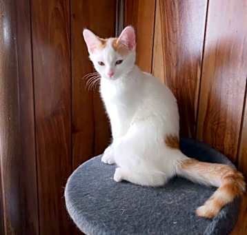 Photo of Nova