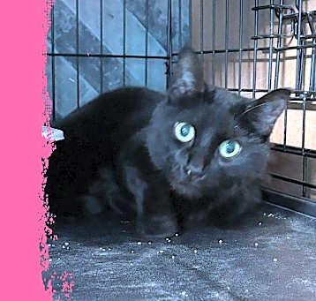 Photo of Shadow