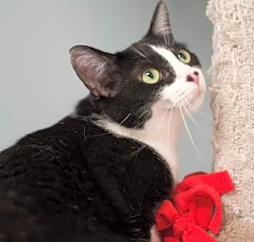 Photo of Piper (bonded with Zelda)