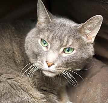 Photo of Mister (bonded with Willow)