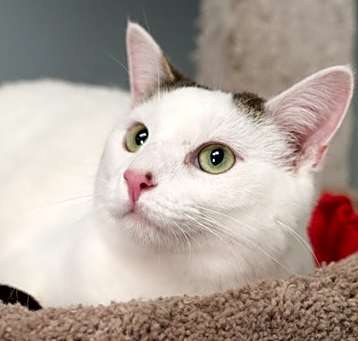 Photo of Zelda (bonded with Piper)