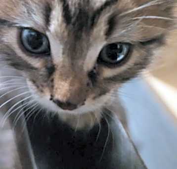 Photo of Pistachio