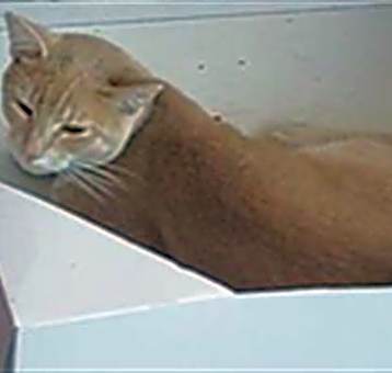 Photo of PUMPKIN