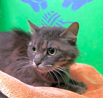 Photo of NADIA
