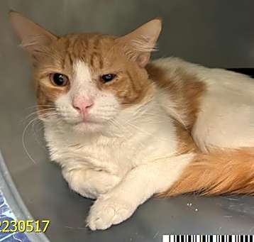 Photo of CADBURY