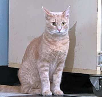 Photo of Butterscotch