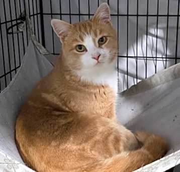 Photo of Phoenix