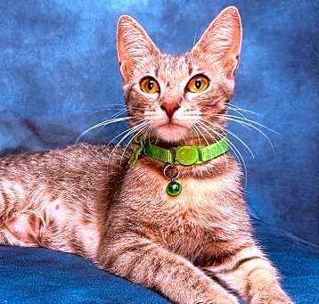 Photo of DUTCHESS