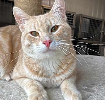 Photo of Cupcake