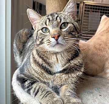 Photo of Tigger