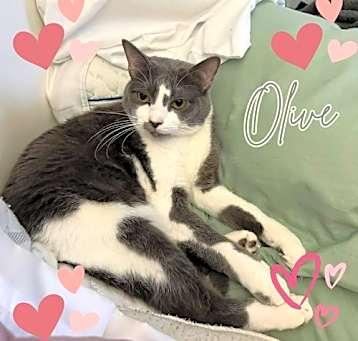 Photo of Olivette