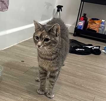 Photo of Whisper