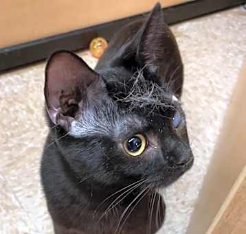 Photo of Arlo