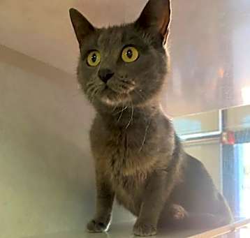 Photo of Mojito