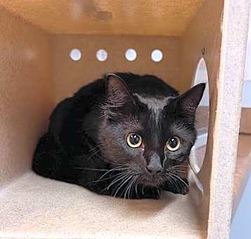 Photo of SHADOW